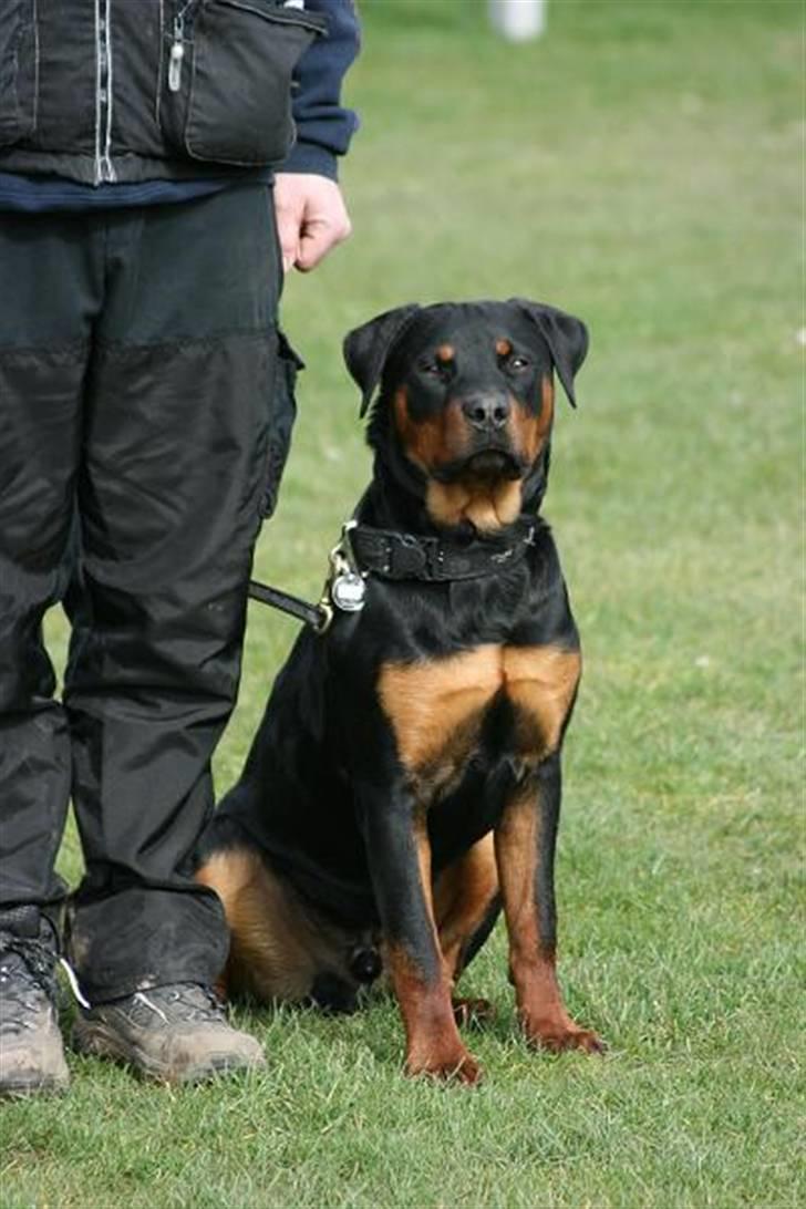 Rottweiler Elmedige´s Manny - Igen billede 10