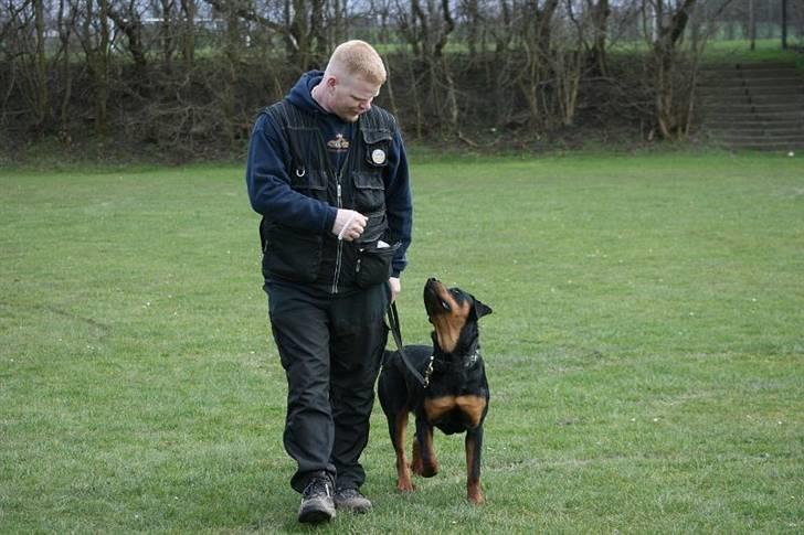 Rottweiler Elmedige´s Manny - igen billede 11