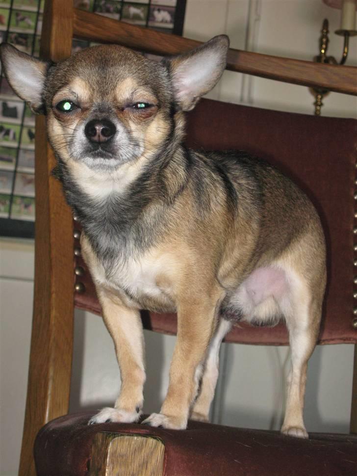 Chihuahua Lillepuslings Hr. Simba  billede 14