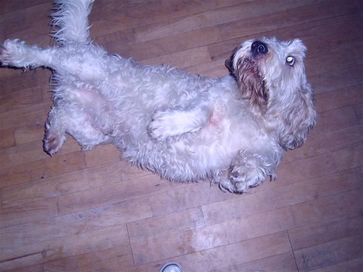 Grand basset griffon vendéen Fiffi<3 AFLIVET ;´(  - Rulle, rulle hvordan kommer man op ? billede 10