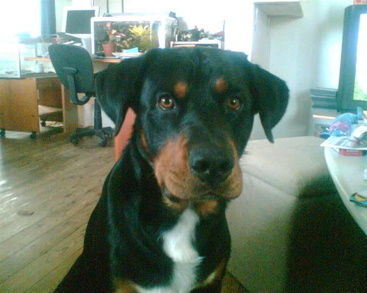 Blanding af racer Ricko billede 2