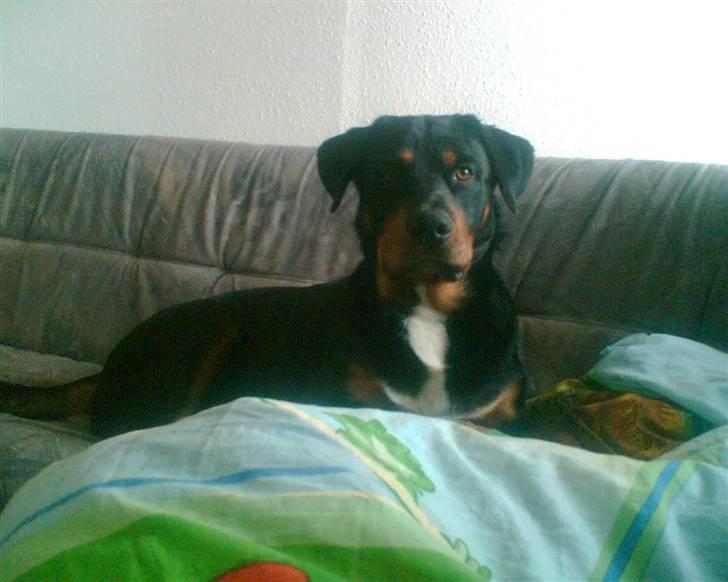 Blanding af racer Ricko billede 3