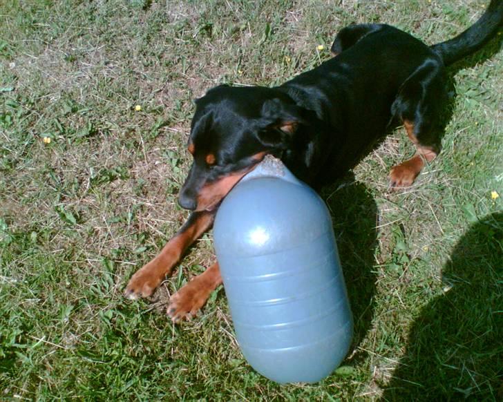 Blanding af racer Ricko - Mit bedste stykke legetøj billede 4