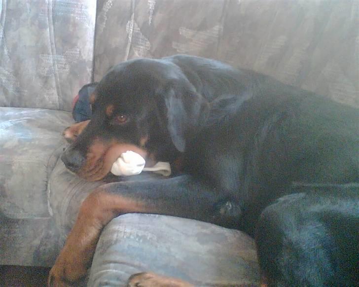 Blanding af racer Ricko - Lige kommet hjem fra dyrlægen.. Stadig væk af bedøvelse billede 5