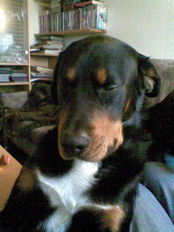 Blanding af racer Ricko - Det er bare det bedste sted at blive kløet billede 6