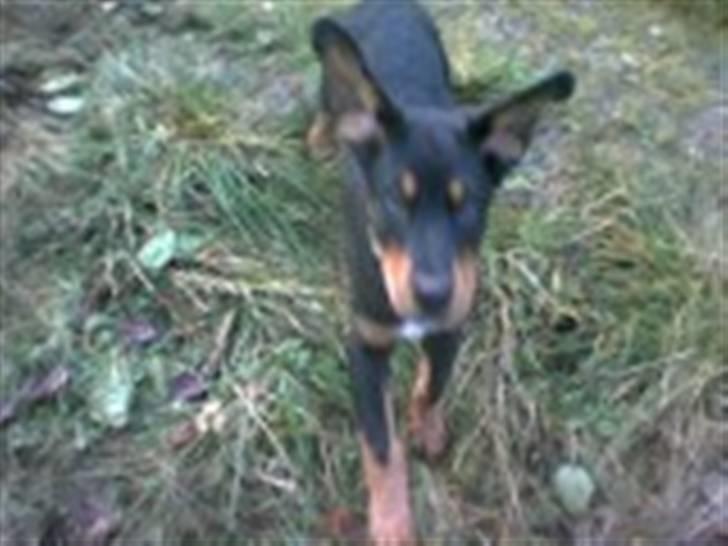 Blanding af racer Ricko billede 7