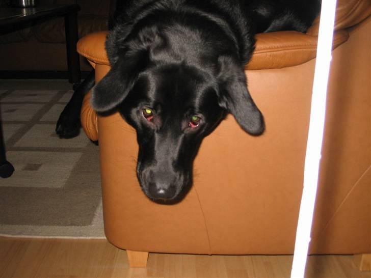 Labrador retriever Frida billede 17