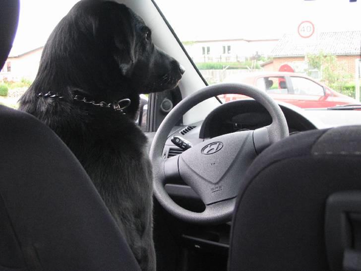 Labrador retriever Frida - Frida er blevet gammel nok til at køre bil.. små 3 år  billede 18