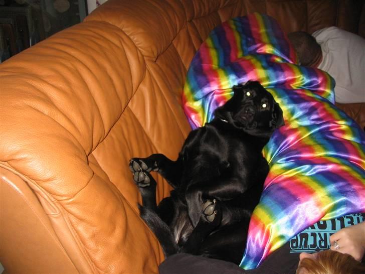 Labrador retriever Frida - Frida slapper lige af for en gangs skyld :P  billede 19