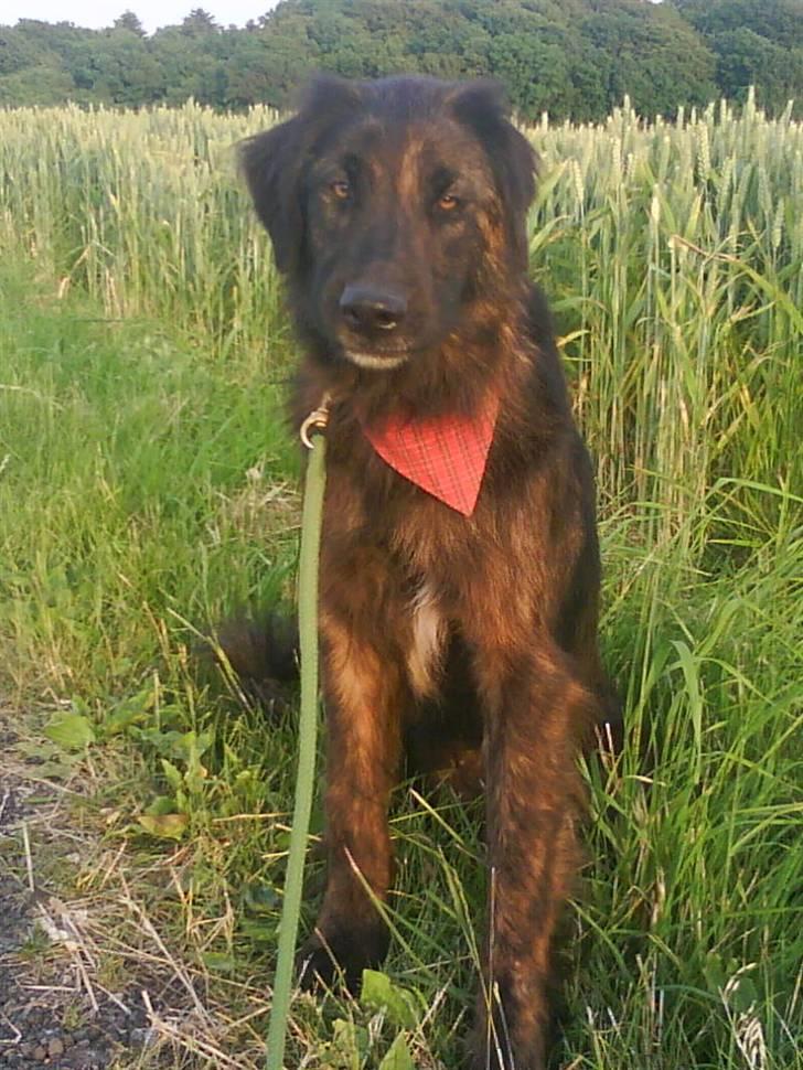 Blanding af racer Lucky  billede 1