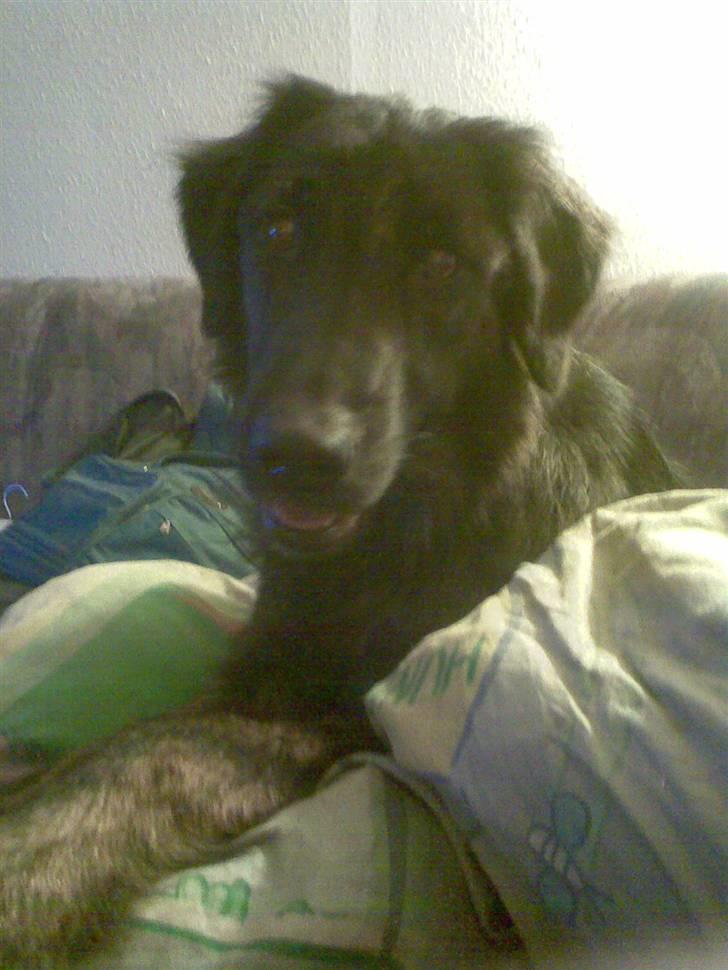 Blanding af racer Lucky  billede 2