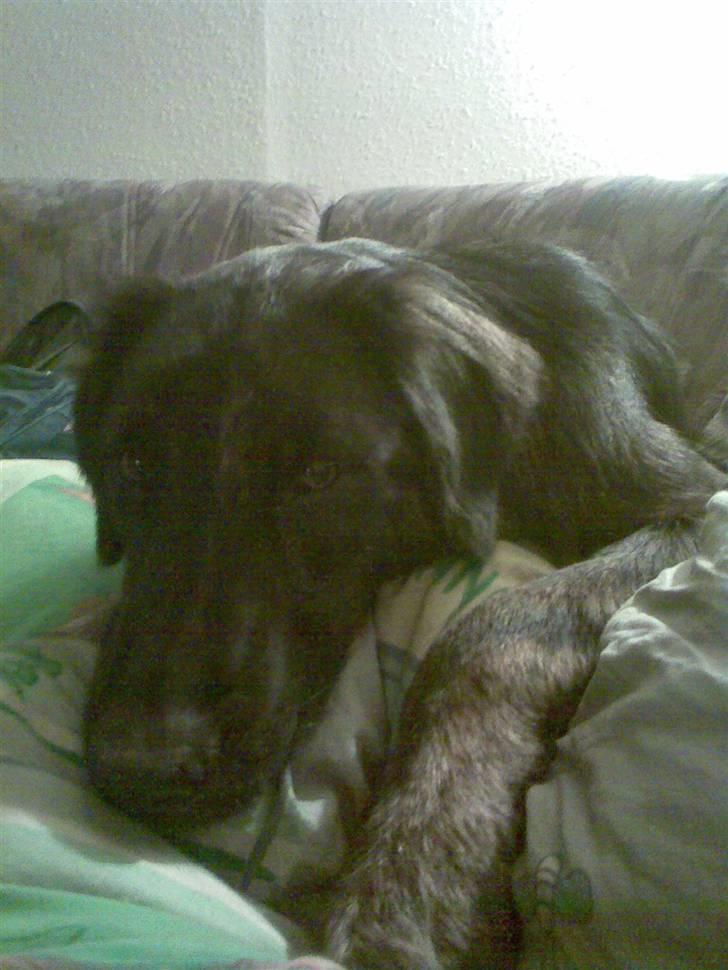 Blanding af racer Lucky  billede 3