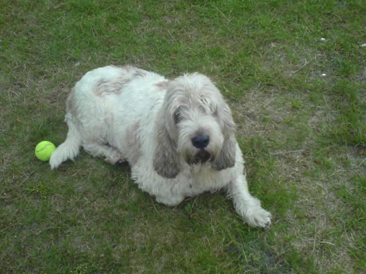 Grand basset griffon vendéen Fiffi<3 AFLIVET ;´(  - Hej ! Tager du nu billeder igen ? billede 12