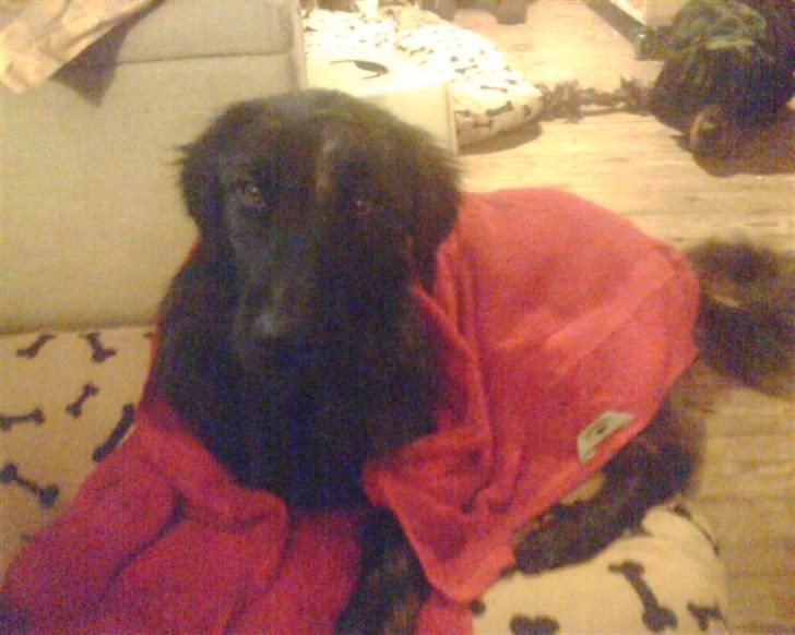 Blanding af racer Lucky  billede 4