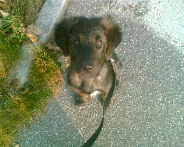 Blanding af racer Lucky  billede 5