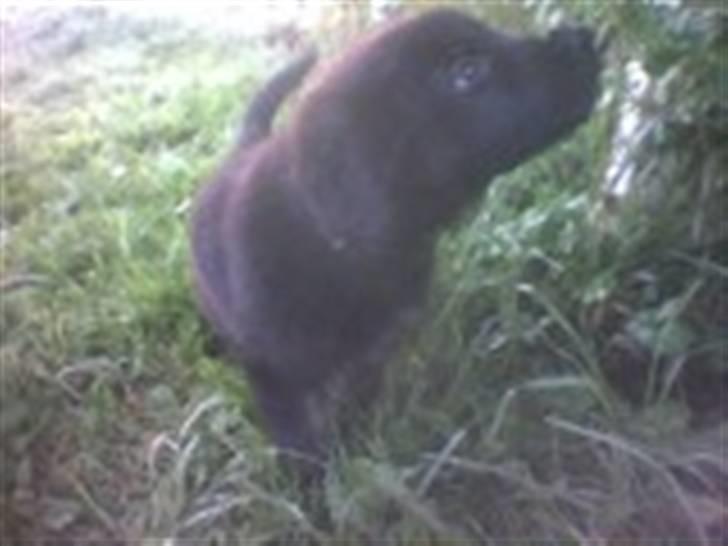 Blanding af racer Lucky  billede 6