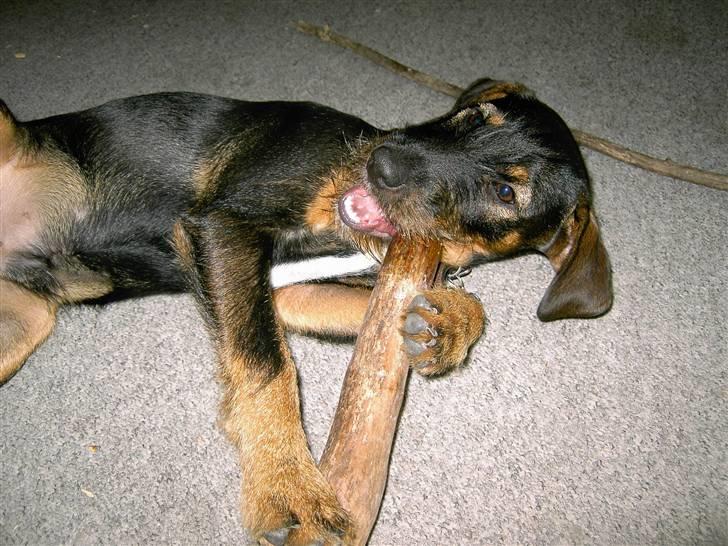 Blanding af racer King billede 20