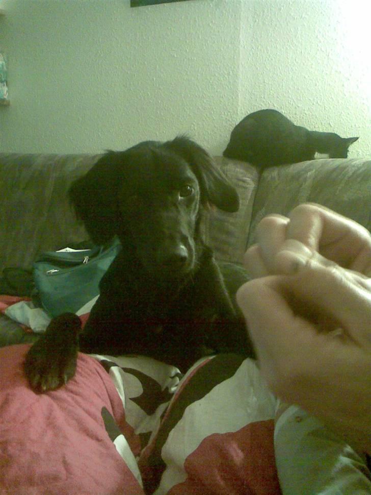 Blanding af racer Happy  - Hvad er det du har der...? billede 1