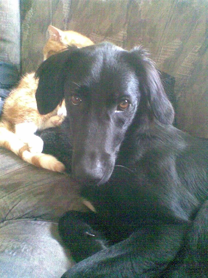 Blanding af racer Happy  - Det var altså ikke mig billede 2