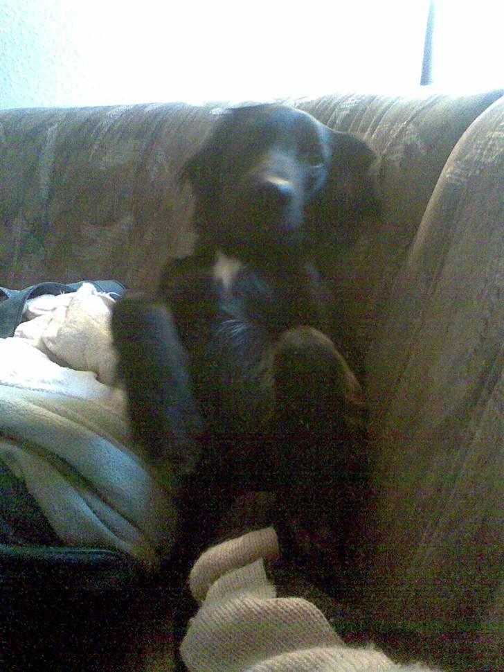 Blanding af racer Happy  billede 3