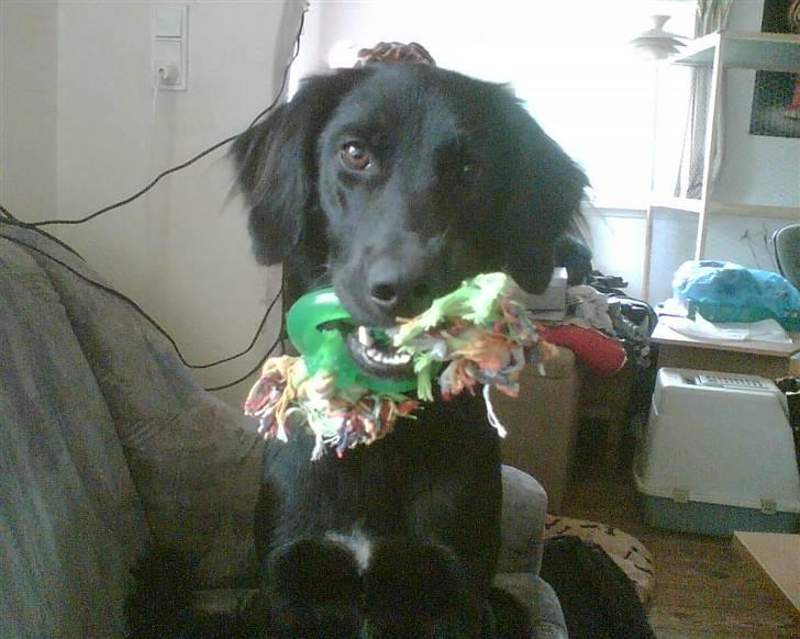 Blanding af racer Happy  - Se hvad jeg har billede 4