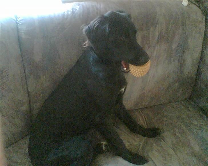 Blanding af racer Happy  billede 5