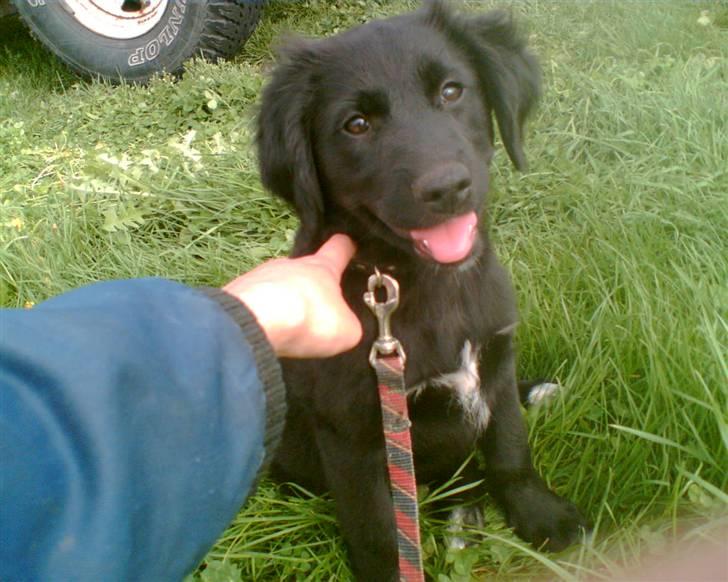 Blanding af racer Happy  billede 6