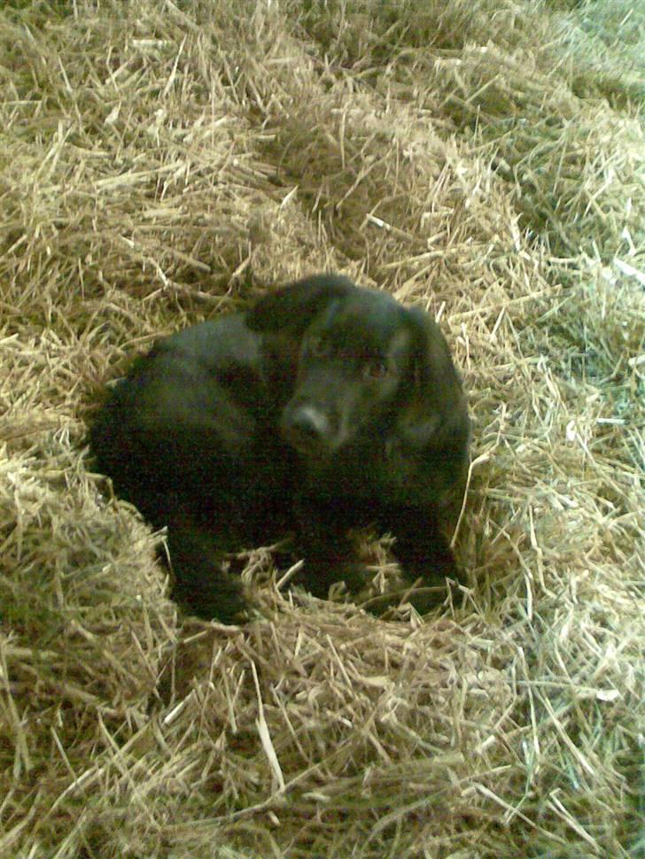 Blanding af racer Happy  - En lang dag hos hestene billede 7