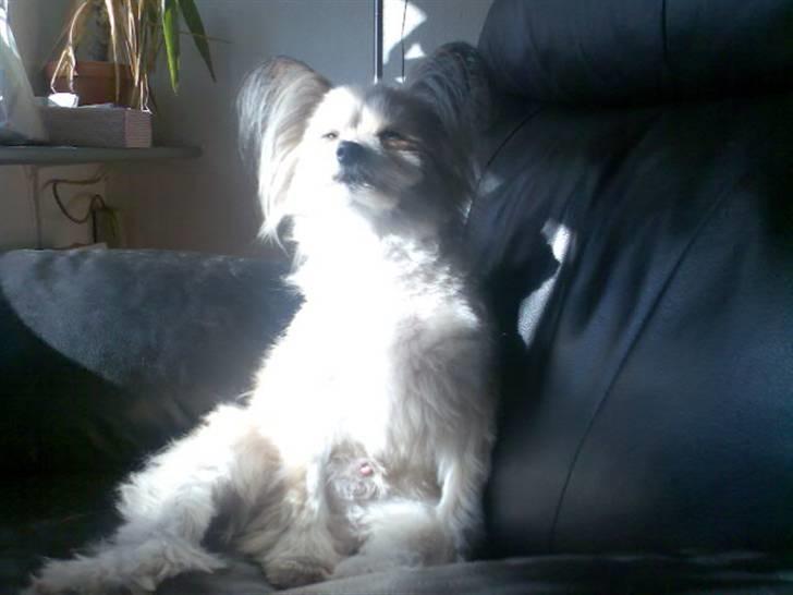 Blanding af racer Hertug, Gismo, Dior - Hertug i hans bedste siddestilling og slikker sol. billede 1