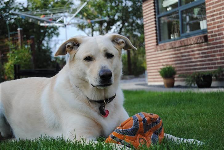 Blanding af racer Basse - Grunden til at det gør så ondt at skilles, er, at vores sjæle er forbundne!.. - Nicholas Sparks billede 5