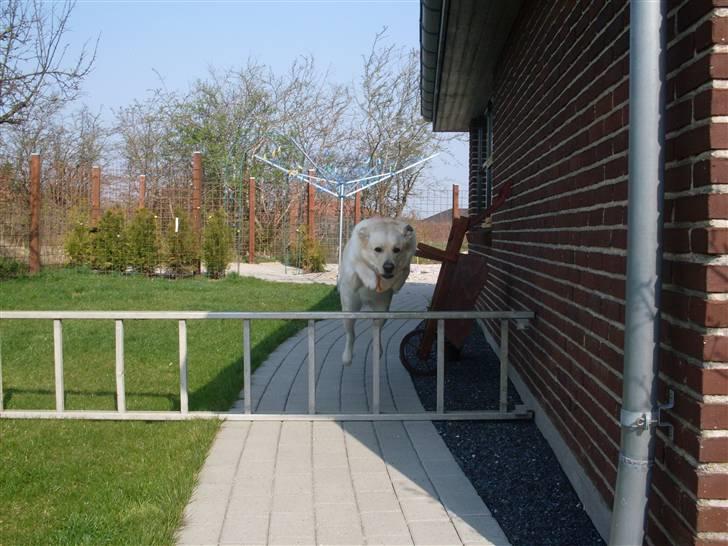 Blanding af racer Basse - Når du er sørgmodig kig da ind i dit hjerte, og du skal se at du i virkeligheden græder for dét, som har været din glæde – Kahlil Gibran billede 6