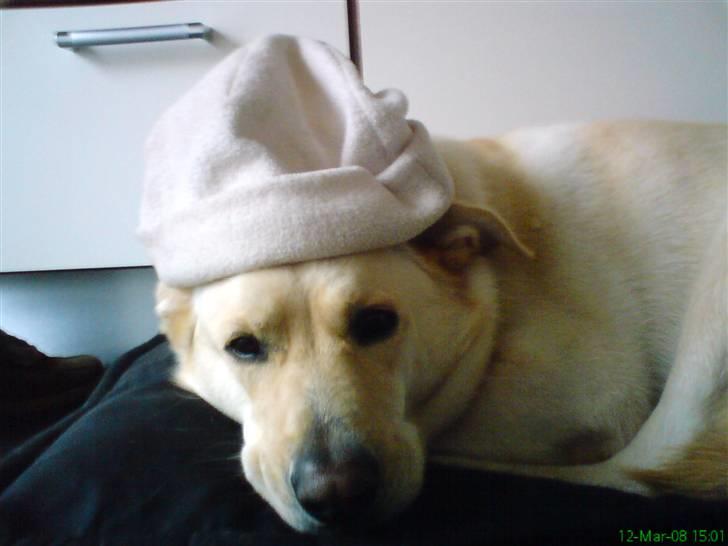 Blanding af racer Basse - Sorg er prisen vi betaler for kærlighed – Queen Elisabeth II billede 8