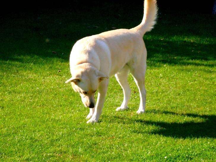 Blanding af racer Basse - Død efterlader en hjertesorg som ingen kan hele, kærlighed efterlader et minde som ingen kan stjæle!.. billede 9