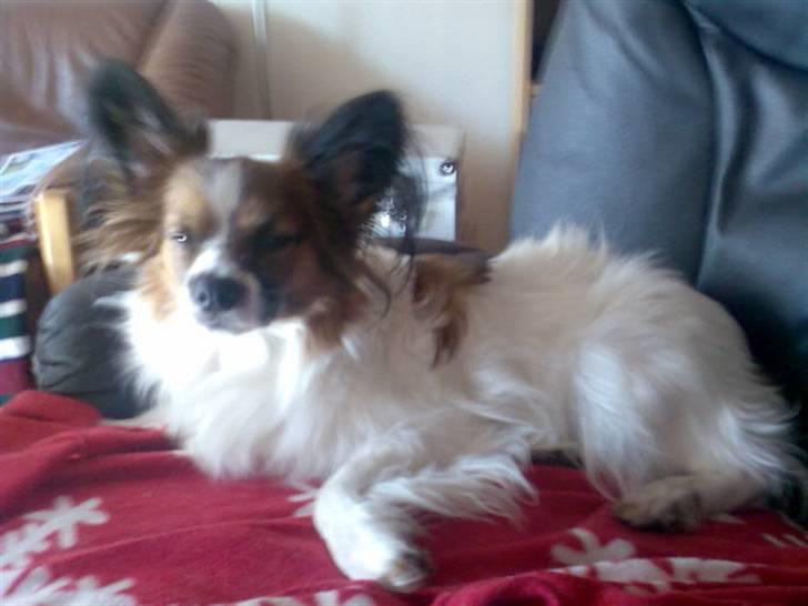 Blanding af racer Hertug, Gismo, Dior - Gismo, der får en slapper inden det går løs igen billede 2