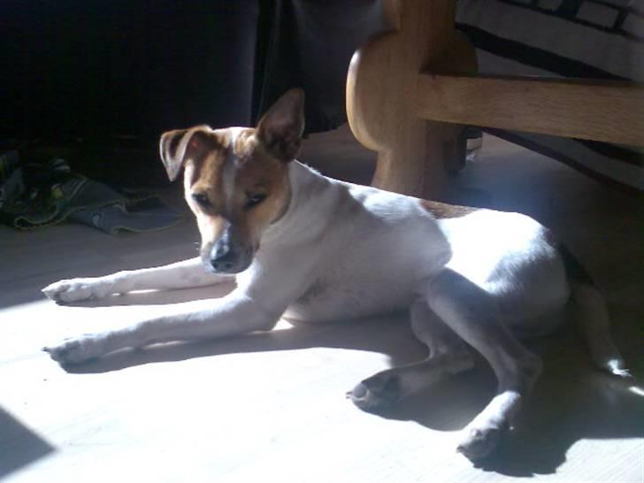 Blanding af racer Hertug, Gismo, Dior - Dior der nyder livet i solen billede 3