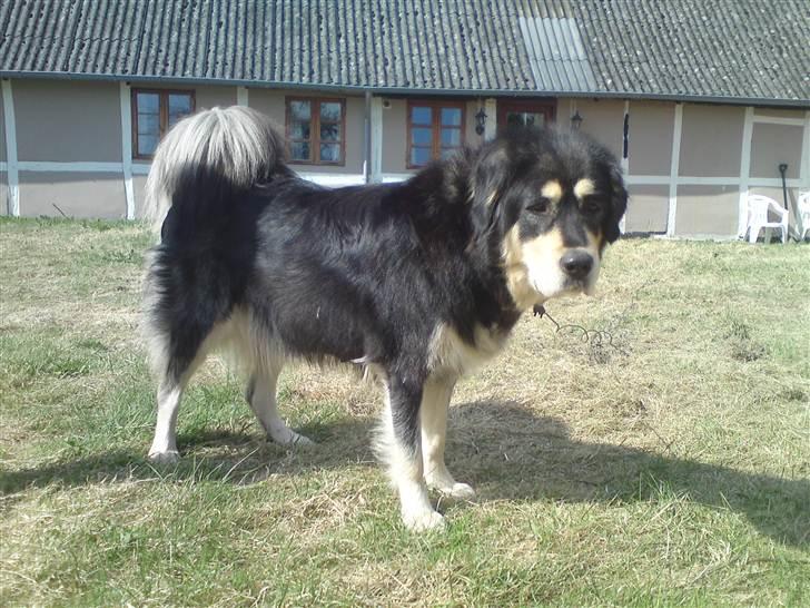 Tibetansk mastiff Tseepo billede 2