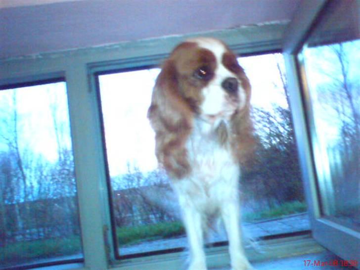 Cavalier king charles spaniel Herdis <3 billede 7