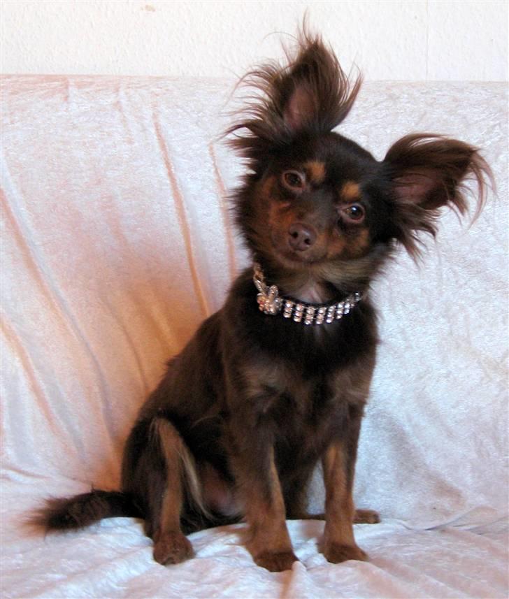 Chihuahua Diva billede 1