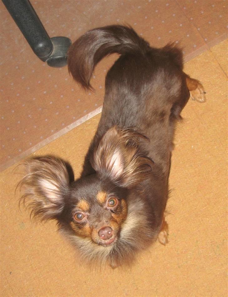 Chihuahua Diva billede 2