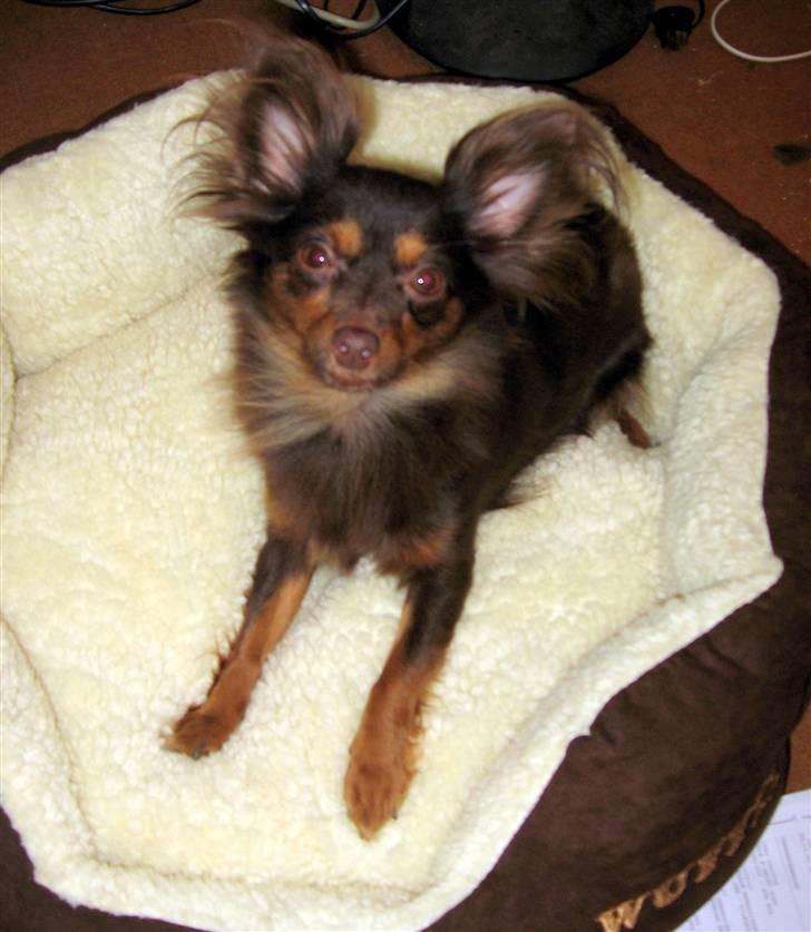 Chihuahua Diva billede 3