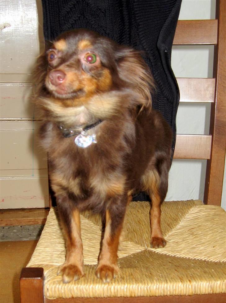 Chihuahua Diva billede 4