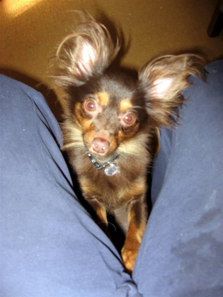 Chihuahua Diva billede 5