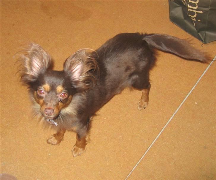 Chihuahua Diva billede 6