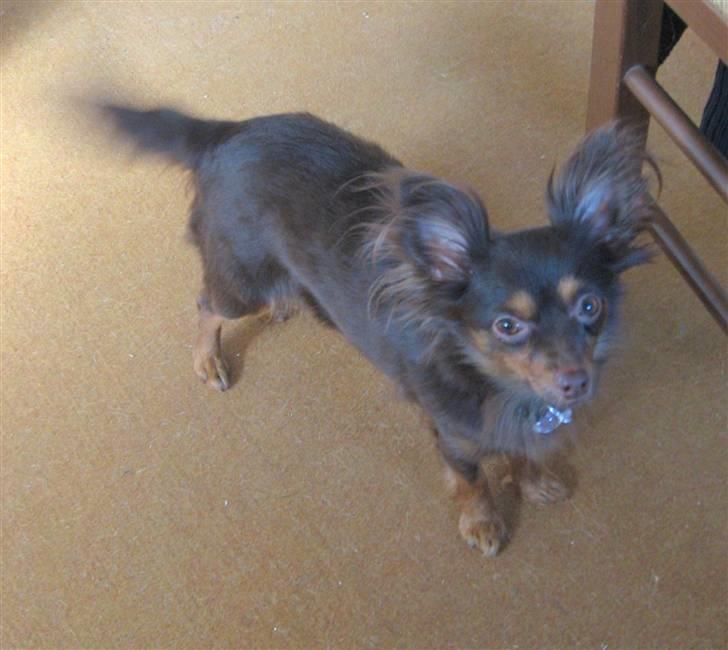 Chihuahua Diva billede 7