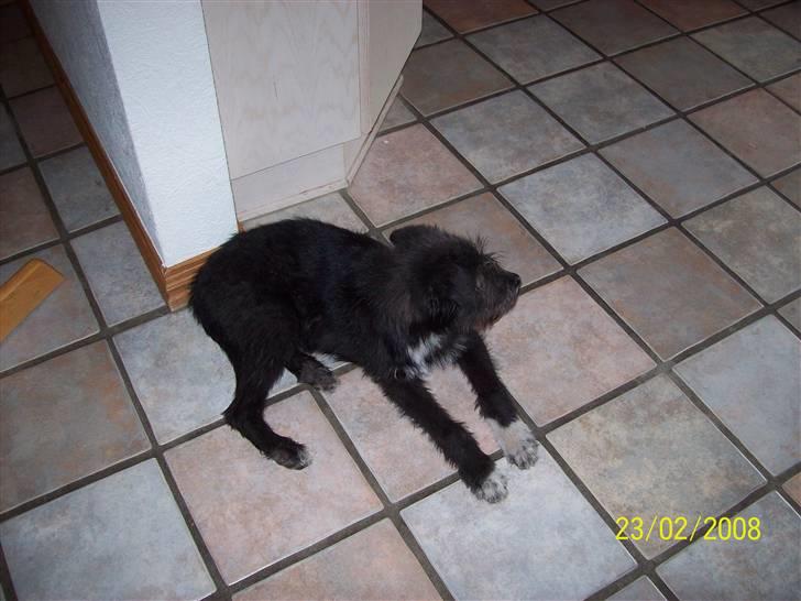 Blanding af racer Coda - coda inde i køkkenet billede 2