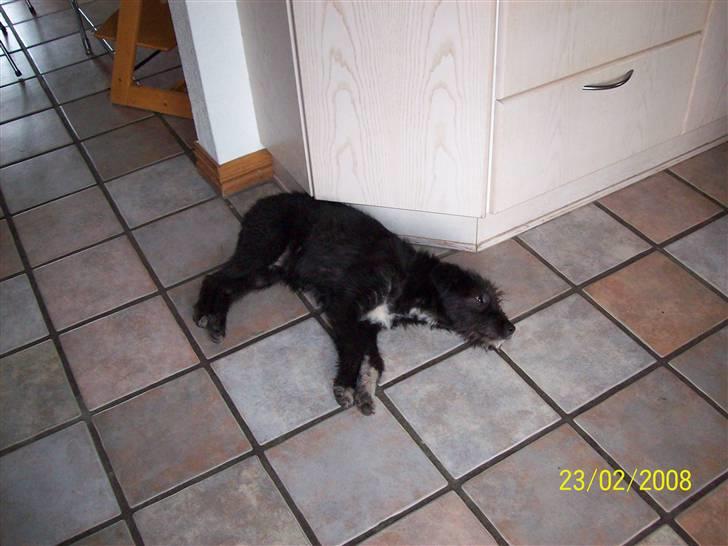 Blanding af racer Coda - nuurh [:. han sover billede 3