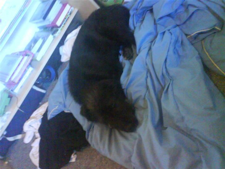 Blanding af racer Coda - hehe [:.hvor er han sød billede 5