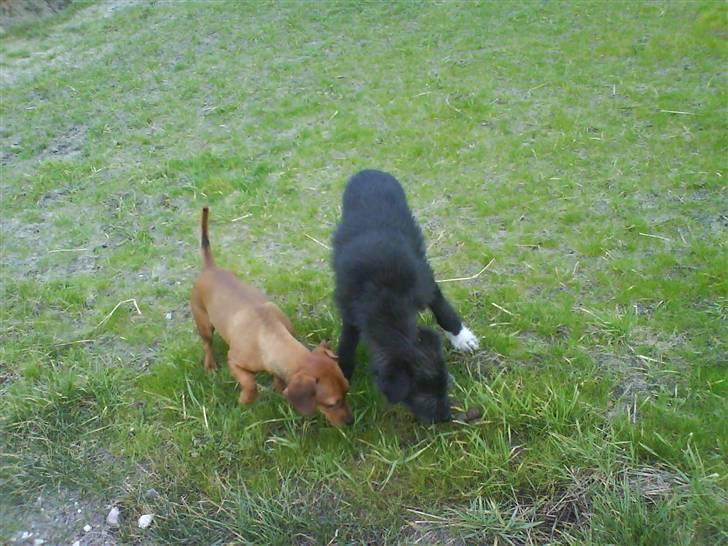 Blanding af racer Coda - coda og trunte<3 billede 6