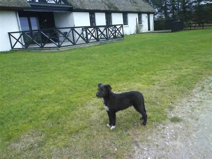 Blanding af racer Coda - ude i skoven [:.<3 billede 7