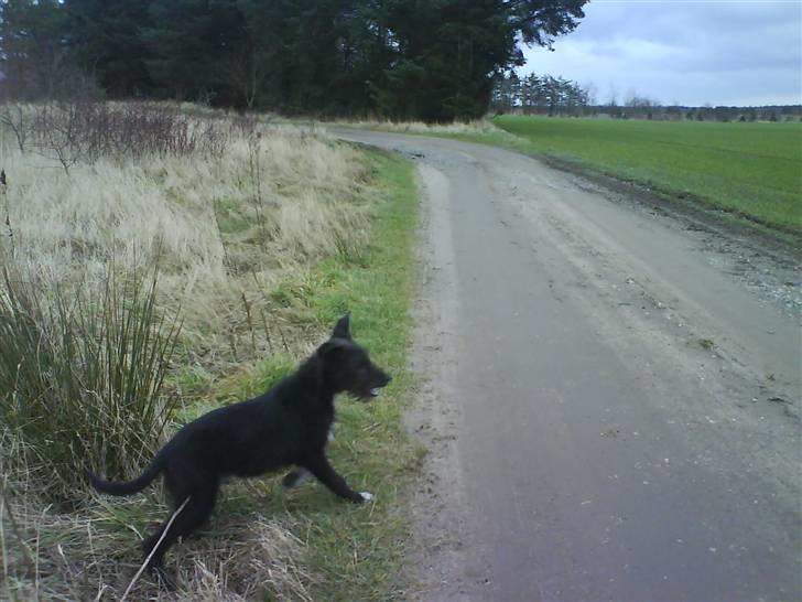 Blanding af racer Coda - han hopper rundt billede 8